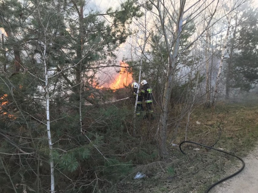 Jaroszów: Pożar poszycia leśnego. Strażacy z OSP Żarki i OSP Czatachowa walczyli z groźnym pożarem [ZDJĘCIA]