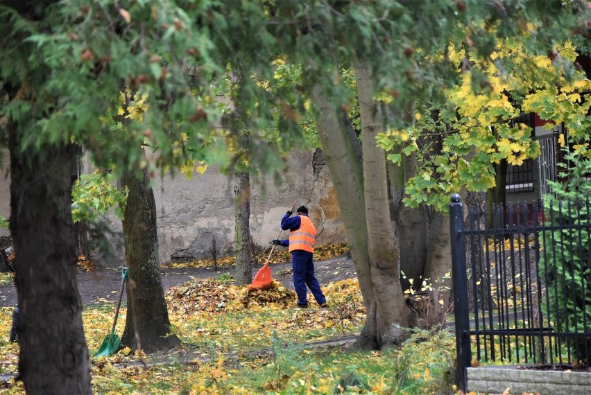 Malbork. Liście w parku zostaną dla jeży. W mieście trawniki są grabione, a chodniki i jezdnie będą sprzątane na bieżąco