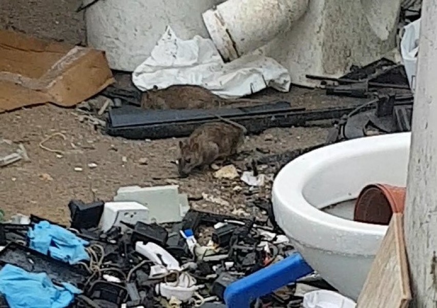Wielkie szczury na ul. Kolejowej w Koszalinie [WIDEO]