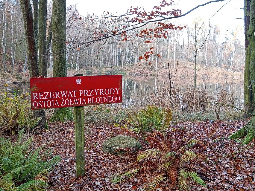Rezerwaty żółwia błotnego żyjącego na wolności niedaleko Osiecznej w powiecie leszczyńskim