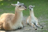 Wrocław: zoo ma nowych mieszkańców. Urodziły się wielbłąd, gwanako i kapibary (ZOBACZ ZDJĘCIA)