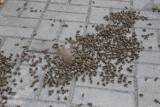 Rój pszczół sterroryzował okolicę. Pomogło dwóch pszczelarzy (FOTO)