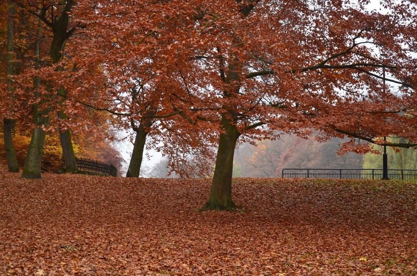 Magiczne kolory jesieni w Parku Oruńskim w Gdańsku! W takiej odsłonie można podziwiać go tylko przez kilka dni w roku! 
