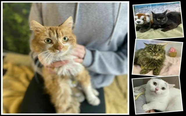 Chcesz zaopiekować się kotkiem ze schroniska? Można je poznać w Schronisko dla Bezdomnych Zwierząt w Dyminach. Zobacz te słodkie kociaki, może któremuś podarujesz nowy dom.