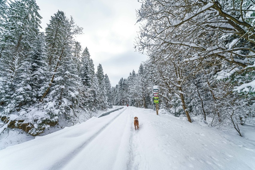 Beskid Niski. Zimowe krajobrazy w Kamiannej. Wyprawa czerwonym szlakiem na Halę Jaworynki [ZDJĘCIA]