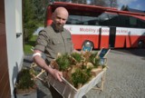 Do Nadleśnictwa Gorlice przyjechał krwiobus. Leśnik - najmłodszy Klub HDK w regionie zorganizował zbiórkę krwi za drzewko