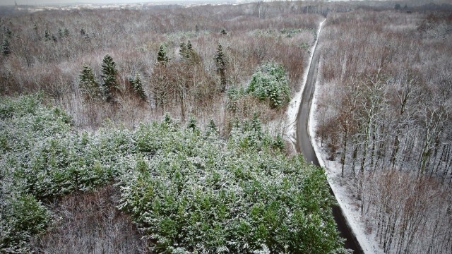 Las koło Szczecinka w zimie
