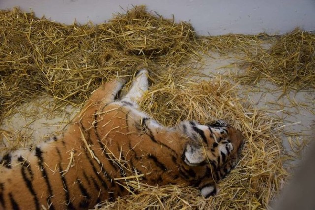 Uratowane tygrysy mają mnóstwo ran, pozrywane pazury, są na skraju wycieńczenia.