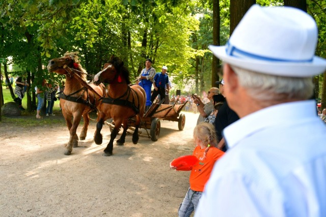 W niedzielę w głównych rolach na terenie Muzeum Wsi Radomskiej wystąpiły konie. Zobacz kolejne zdjęcia.