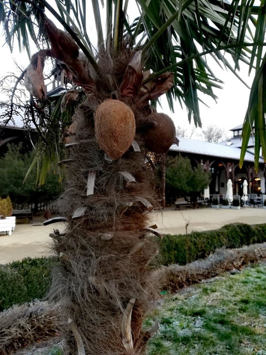 To nie Kanary, ani Brazylia, to w Szczawnie - Zdroju na palmach wyrosły kokosy... [ZDJĘCIA]