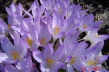 Wiosna w Chorzowie: Zobacz krokusy z ogródków działkowych [ZDJĘCIA]