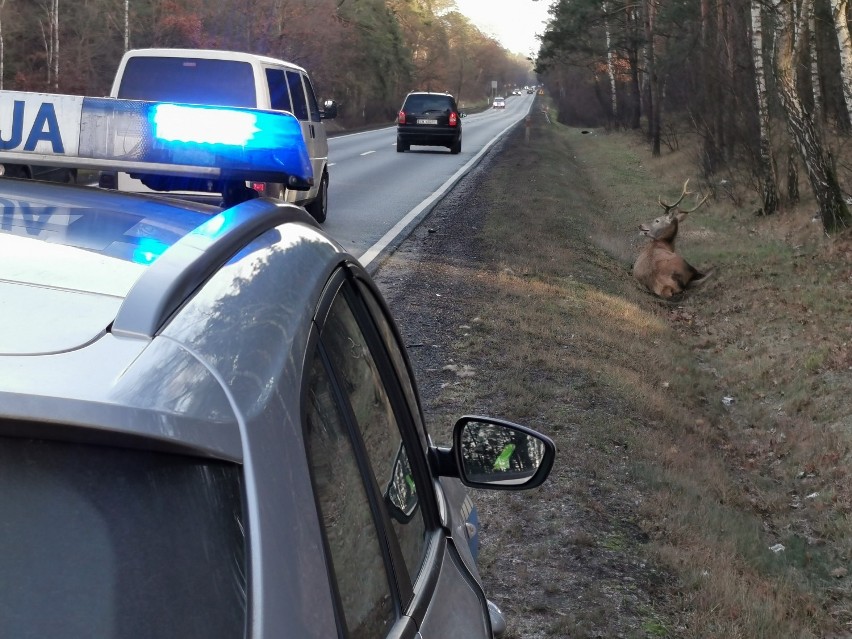 Potrącony jeleń na drodze Włocławek - Brześć Kujawski