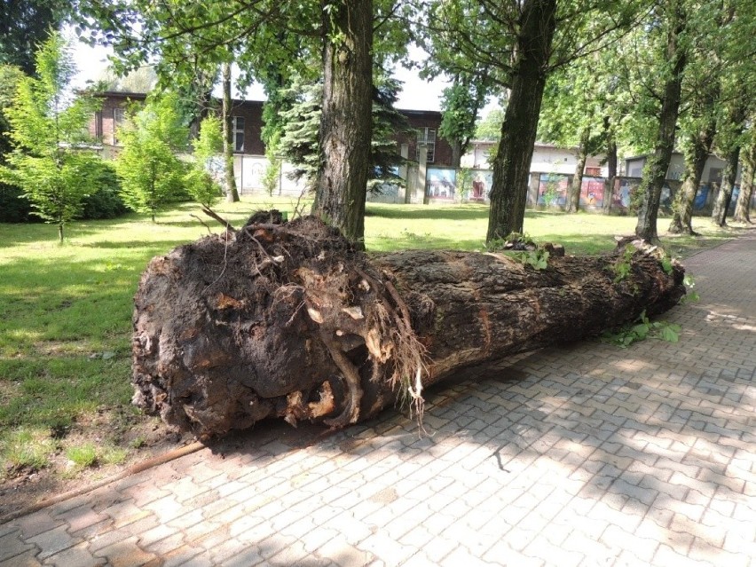 Burza zwaliła ogromnego kasztana