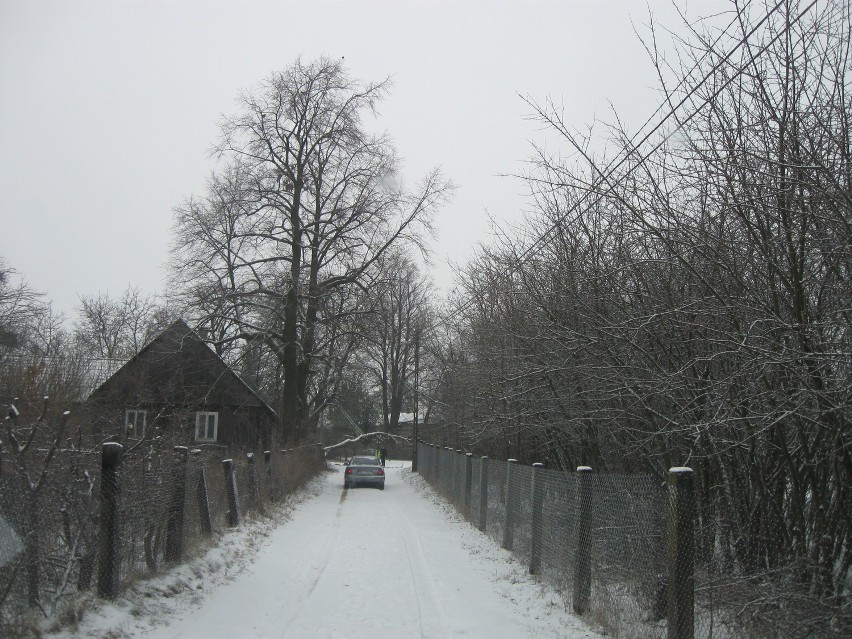 Drzewo w Białej, gmina Kłobuck, spadło na linię...