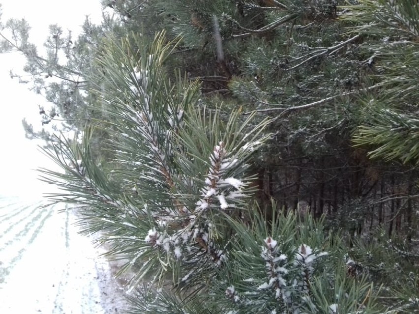 Pogoda w Łodzi i regionie. Spadł pierwszy śnieg w Woli...