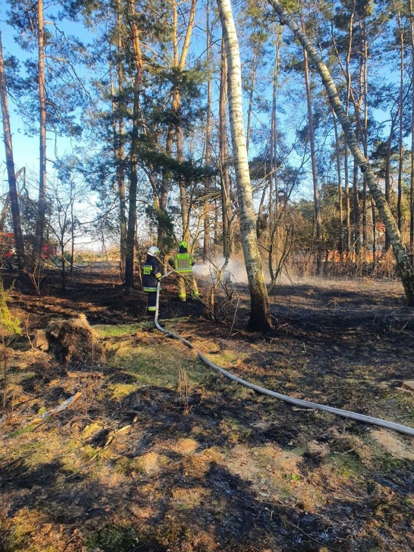 Pożar trawy i lasu w Kozubach i Żaglinach w gminie Sędziejowice ZDJĘCIA