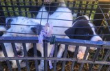Psy w małej klatce i kury w workach na ziemniaki. Help Animals interweniowało na rynku w Kaliszu. ZDJĘCIA
