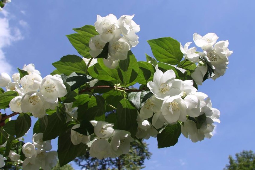 Arboretum Kórnickie: Kwitną jaśminowce