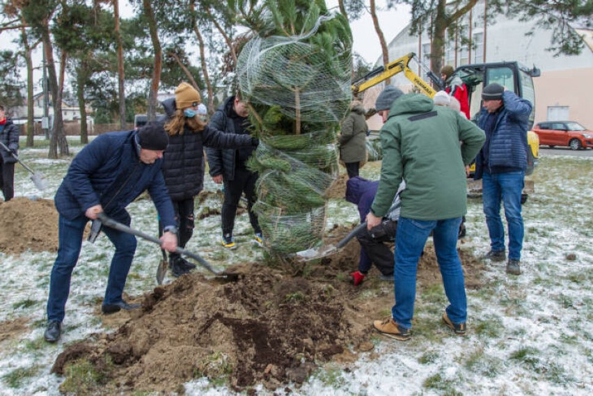 Kolejne drzewa zasadzone. Tym razem na osiedlach Borowiczki i Imielnica