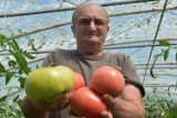 Takie wieeelkie pomidory! Roman Oleszkowicz, jak co roku, wyhodował w swoich szklarniach prawdziwe okazy [ZDJĘCIA]