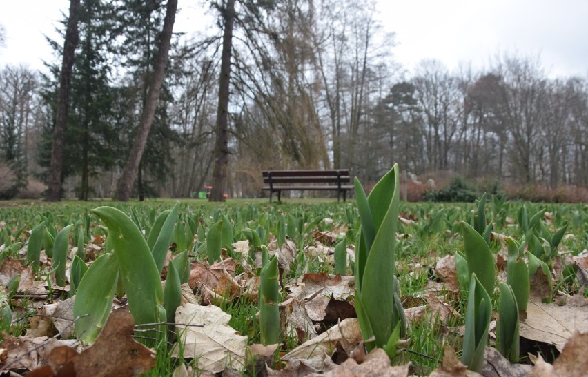 Park Miejski w Kaliszu powoli budzi się na wiosnę