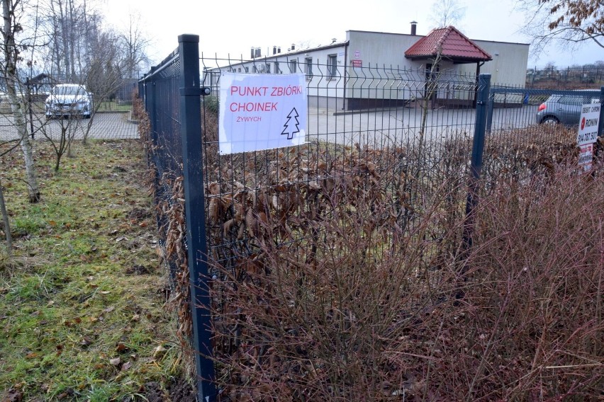 Mieszkańcy zwożą choinki do Ogrodu Botanicznego w Kielcach. Tu dostają drugie życie. Zobacz zdjęcia 