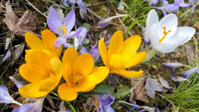 Wiosenne kwiaty na terenie ogrodów działkowych zwiastują nadejście prawdziwej wiosny 

Zobacz kolejne zdjęcia/plansze. Przesuwaj zdjęcia w prawo naciśnij strzałkę lub przycisk NASTĘPNE