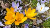 Kolorowe krokusy i przebiśniegi na działkach w Zagłębiu. To już prawdziwa wiosna!