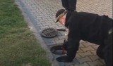 Strażnicy miejscy w Kaliszu uratowali uwięzione w studzience ptaki. WIDEO 