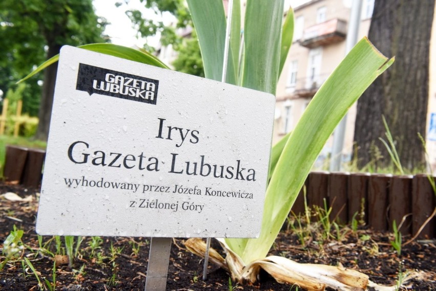 Irys "Gazeta Lubuska" zakwitł już przed siedzibą...