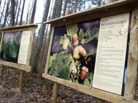 Ostatnia ścieżka dydaktyczna powstała na terenie leśnictwa Płociczno. Została ona stworzona w zgodzie z naturalnym krajobrazem lasu i z zachowaniem wszelkich proporcji.Fot. Edyta Łosińska
