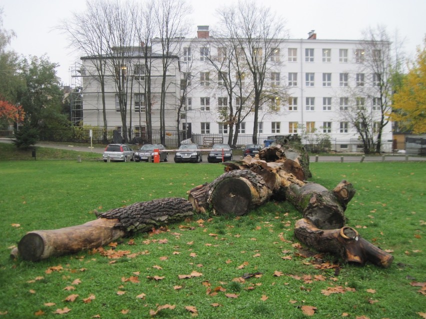 Baobab z placu Litewskiego będzie żył nowym życiem