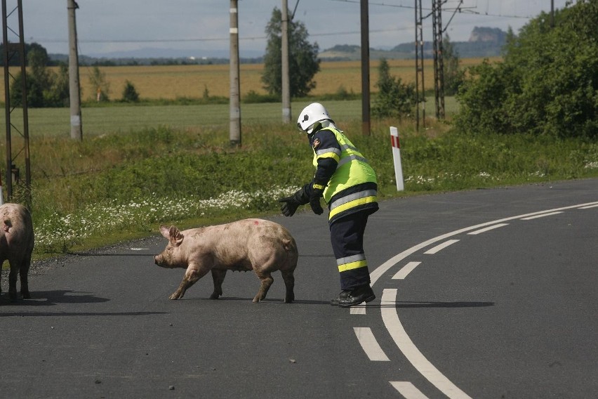 Wypadek ciężarówki ze świniami na trasie Legnica - Złotoryja (ZDJĘCIA)