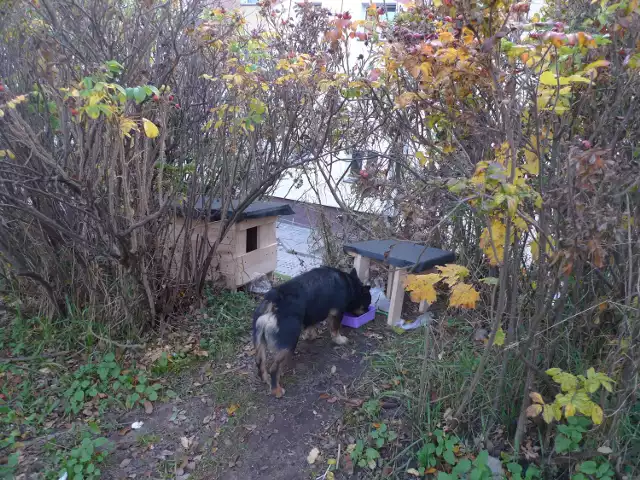 Wolontariuszka buduje domki dla kotów. To pomysł Aldony Gelmudy