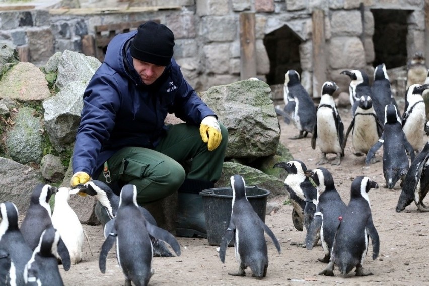 Gdańskie zoo uczciło pierwsze urodziny niezwykłej pingwinicy