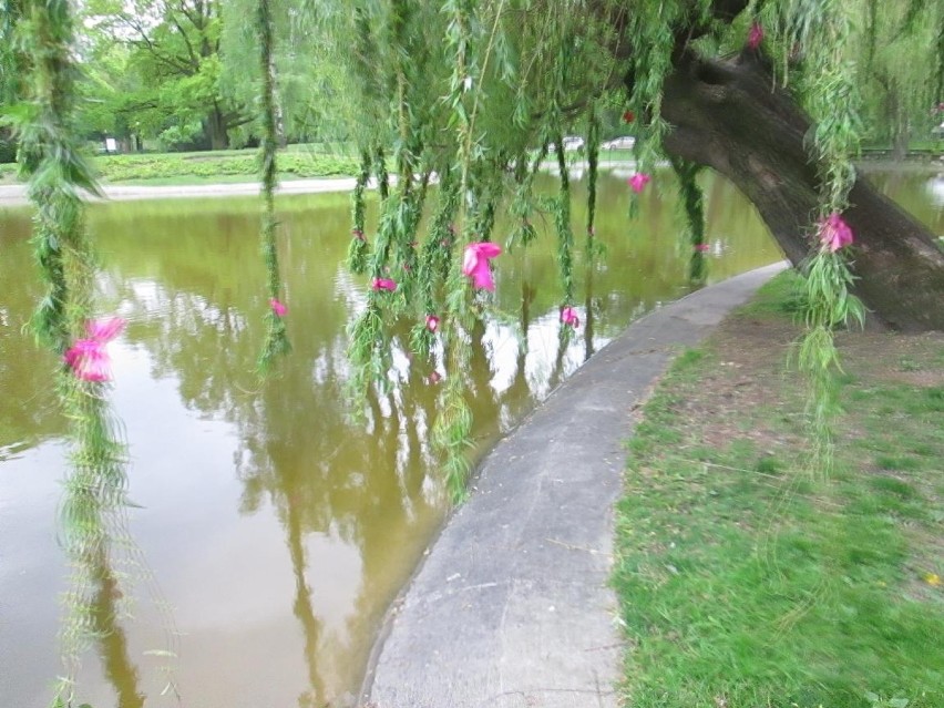 Kokardki na wierzbie w parku Marcinkowskiego