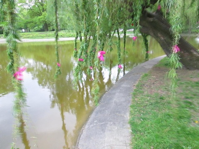 Kokardki na wierzbie w parku Marcinkowskiego