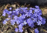 Kolorowa wiosna w Arboretum w Bolestraszycach koło Przemyśla [ZDJĘCIA]