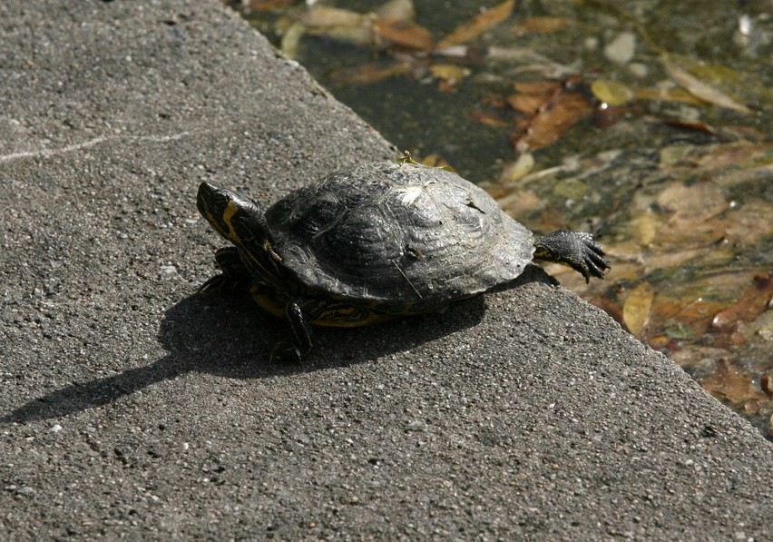 Żółw żółtobrzuchy w Legnicy