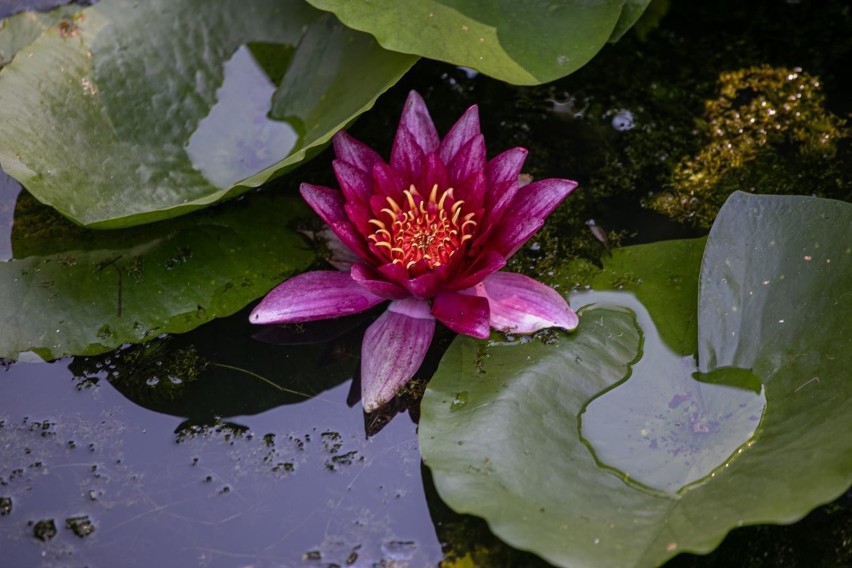 28.07.2020 krakow
ogrod botaniczny


 
 
fot. anna kaczmarz...