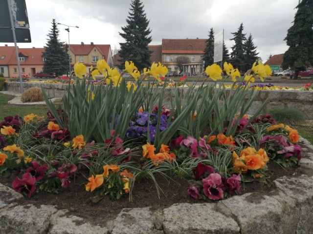 ŚMIGIEL. Rynek i Plac Wojska Polskiego toną w wiosennych kwiatach. Ile kosztuje utrzymanie zieleni w Śmiglu i gminie?