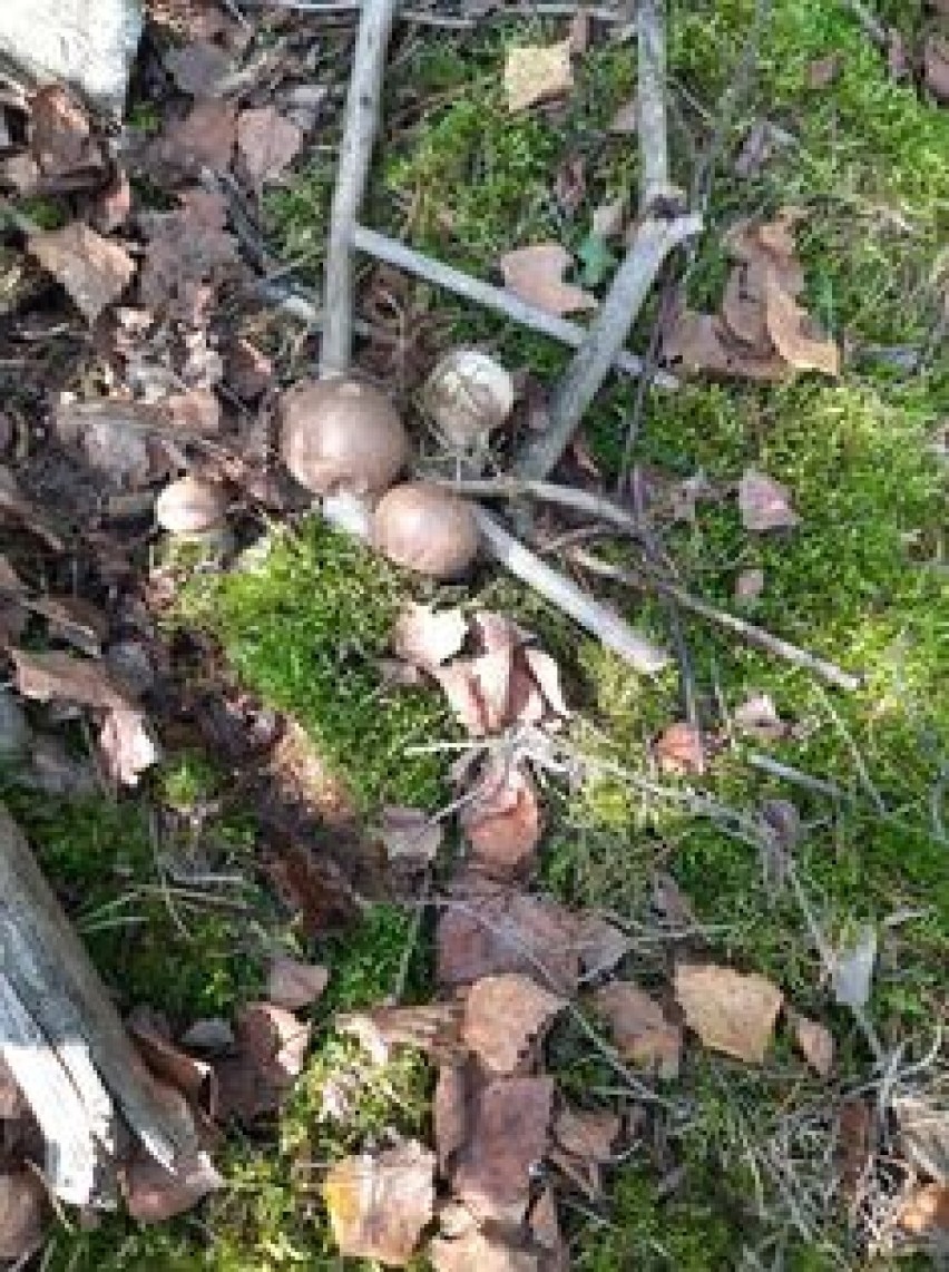 W okolicach Grodziska grzybów nie brakuje! Pełne koszyki po grzybobraniach
