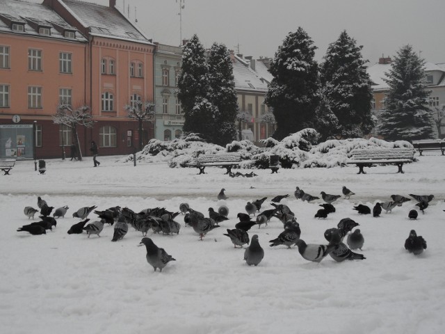 Dajcie już spokój biednym gołąbkom! Od dawna są z nami na Rynku i wielu mieszkańców chętnie je dokarmia. W święta wybiorę się na rynek i rzucę im parę okruchów - powiedział nam Roman Grzybowski, mieszkaniec osiedla Księcia Władysława, odpowiadając na nasze pytanie "Czy gołębie przeszkadzają na Rynku?".