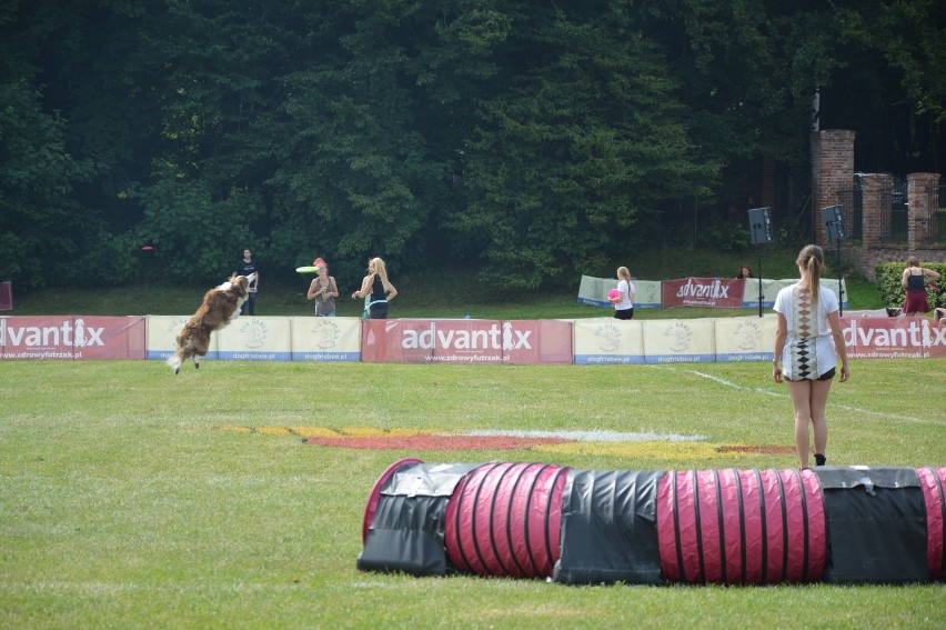 "Latające psy" w gdyńskim Parku Kolibki, czyli emocjonujące zawody w dogfrisbee