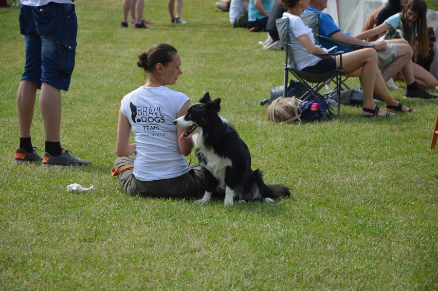 "Latające psy" w gdyńskim Parku Kolibki, czyli emocjonujące zawody w dogfrisbee