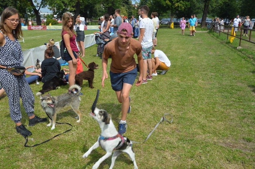 "Latające psy" w gdyńskim Parku Kolibki, czyli emocjonujące zawody w dogfrisbee