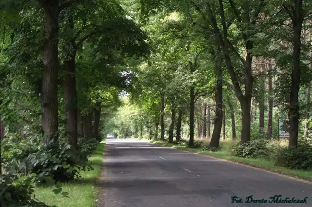 Wakacyjna podr&oacute;ż rowerem  w wojew&oacute;dztwo lubuskie. Drogą wśr&oacute;d gęsto rosnących rozłożystych drzew, nie straszne wysokie temperatury.
Fot. Dorota Michalczak