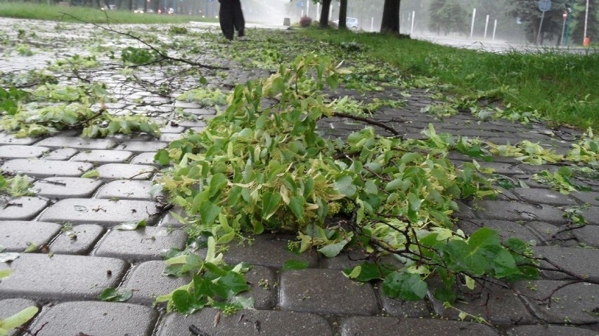 Chodniki i ulice usiane były pozrywanymi liśćmi i gałązkami...