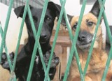 Moszczenica chce dopłacać za adopcję psów z terenu gminy