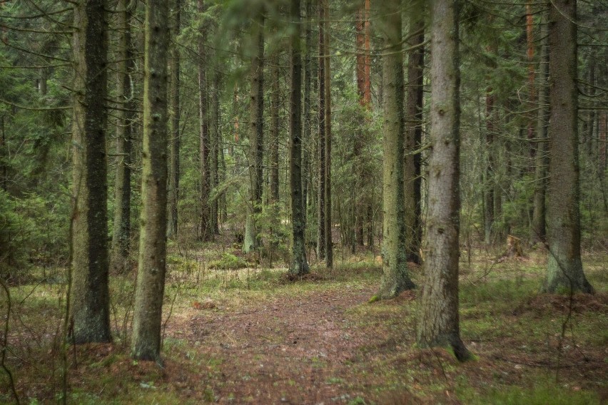 Ministerstwo Środowiska wprowadza zakaz wstępu do lasów i...